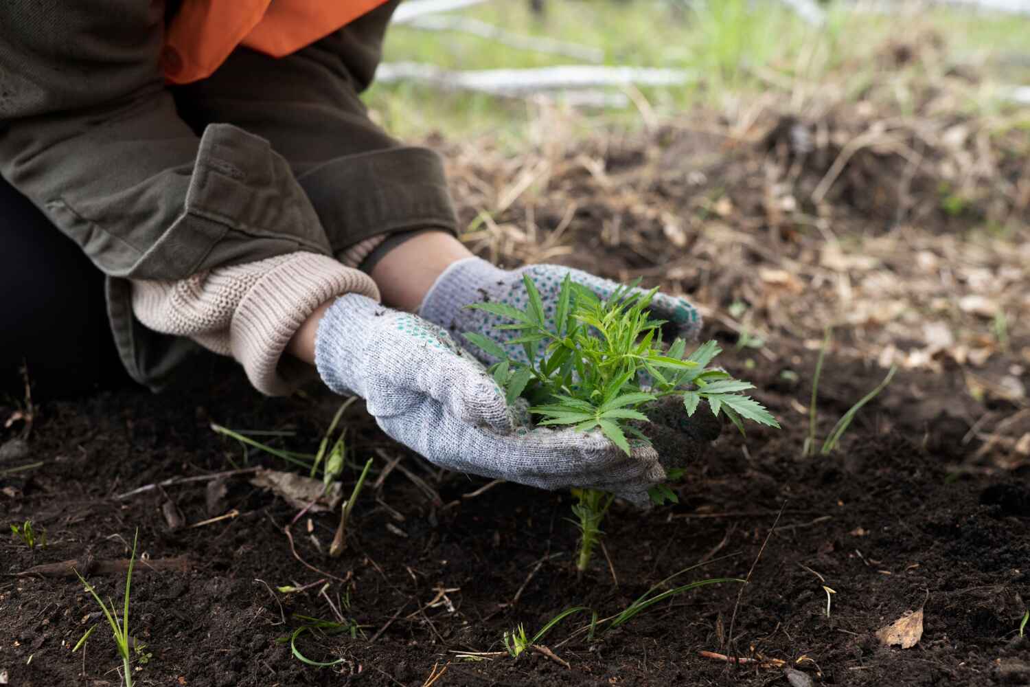 Best Affordable Tree Cutting  in St Hedwig, TX